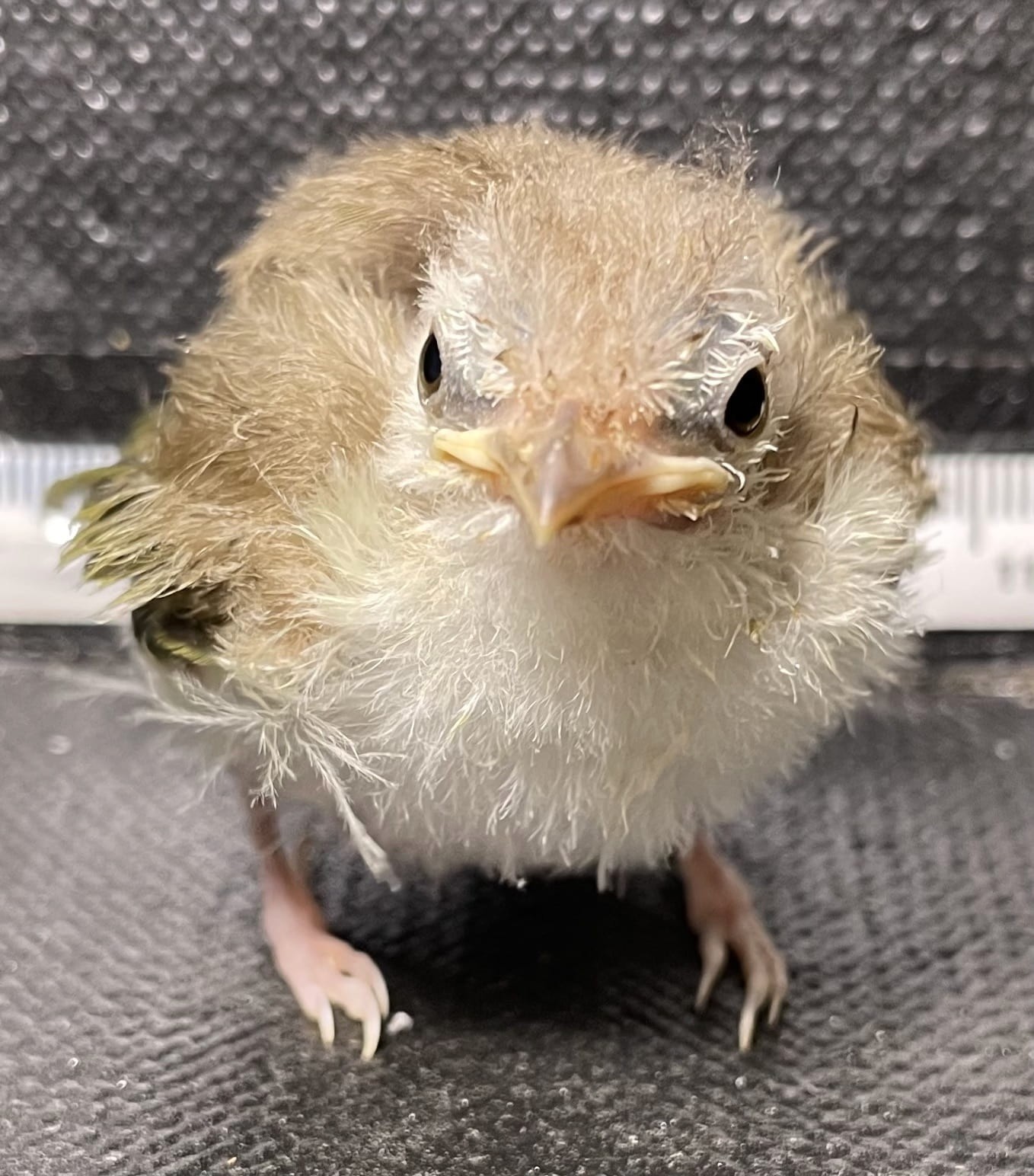 2-week-old Warbling Vireo by Nebraska Wildlife Rehab; prmission required for use